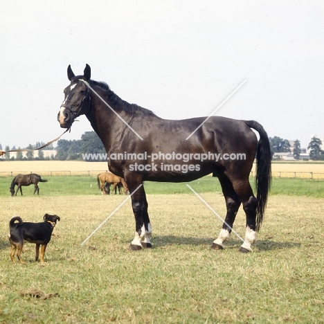 emir old type oldenburg gelding