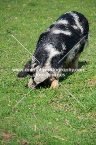 Kunekune pig grazing grass