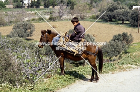 child riding riding skyros pony on skyros island, greece