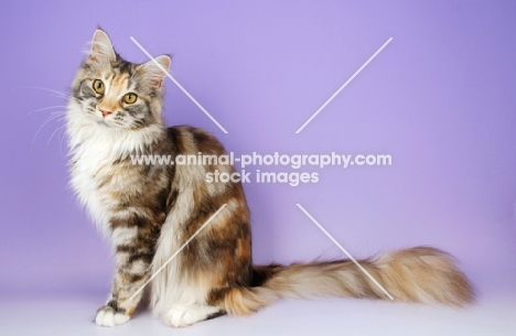 sitting maine coon, silver tortie tabby colour