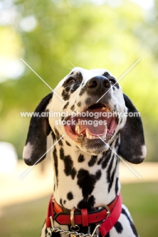 Dalmatian wearing red collar, looking up