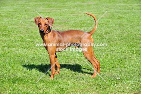 red German Pinscher, side view on grass