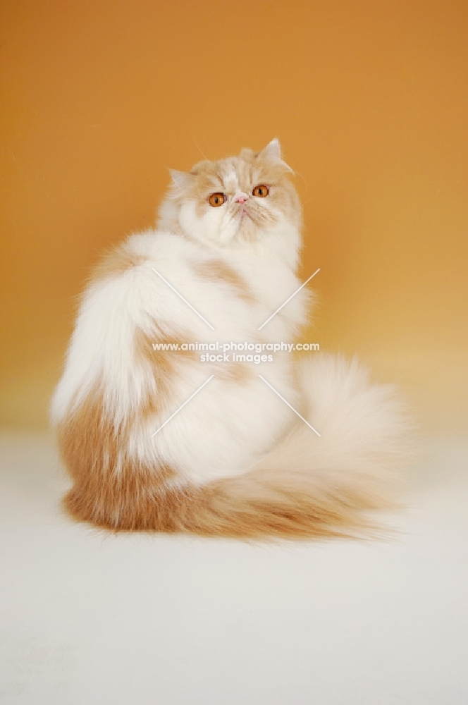 fluffy cream and white persian cat back view