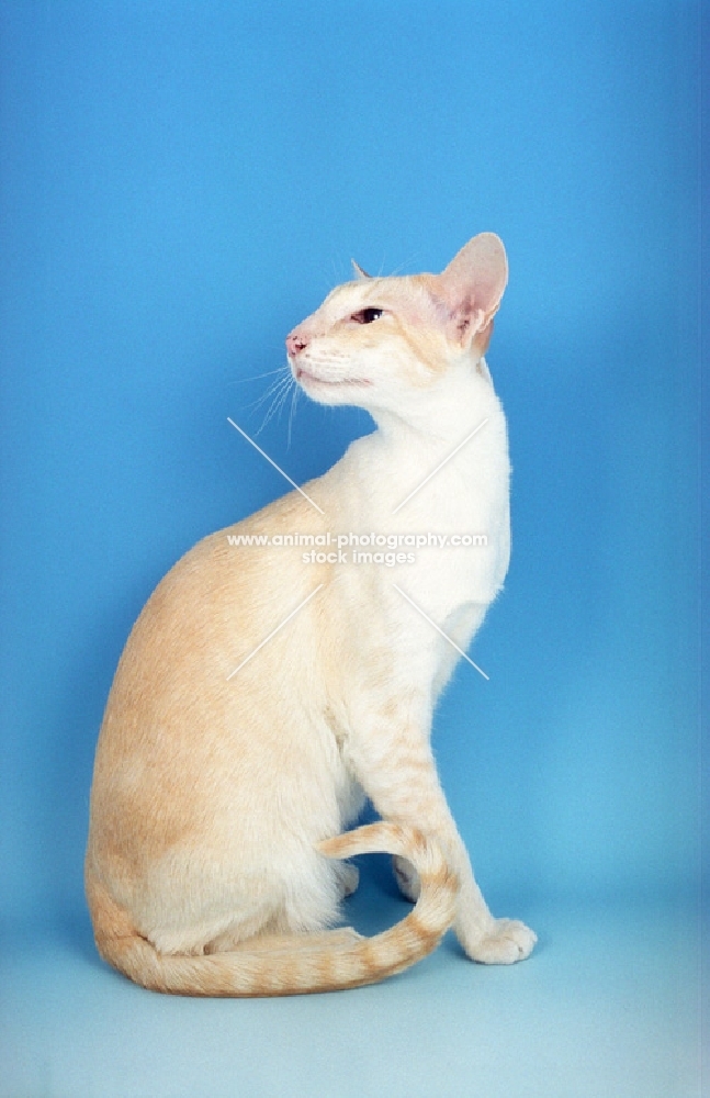 cream tabby Siamese sitting down