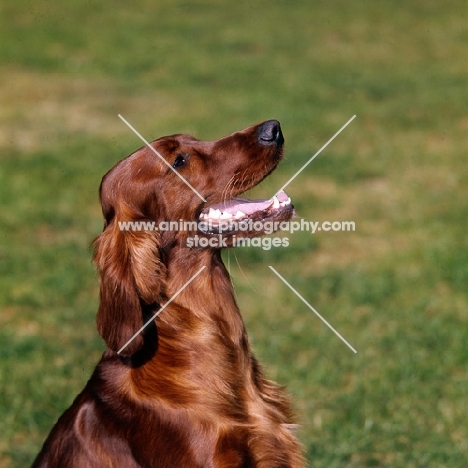 irish setter with beautiful teeth looking up