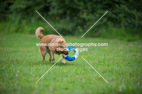 small mongrel dog palying with a toy