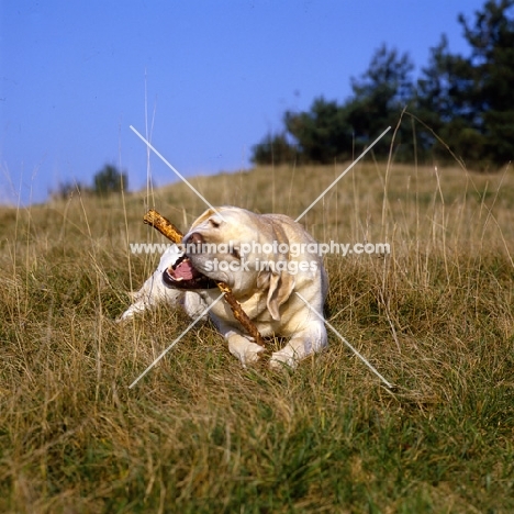 yellow labrador, chewing a stick