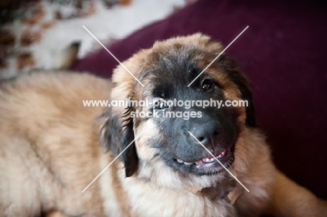 leonberger puppy smiling
