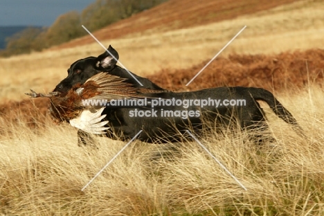 black Labrador retrieving pheasant