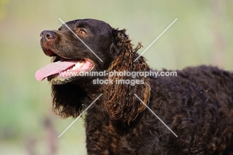 American Water Spaniel