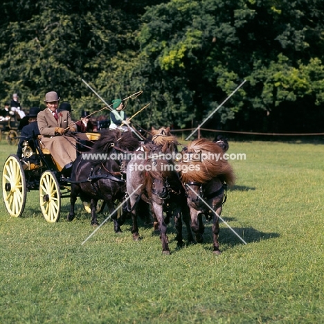 shetland pony team in driving competition