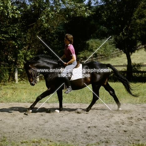 hüssar, ridden trakehner at gestüt webelsgründ