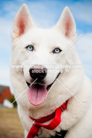 blue eyed white Siberian Husky