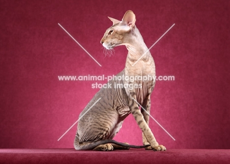Peterbald cat sitting against pink background