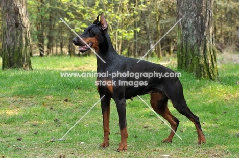 black and tan dobermann, docked tail and cropped ears