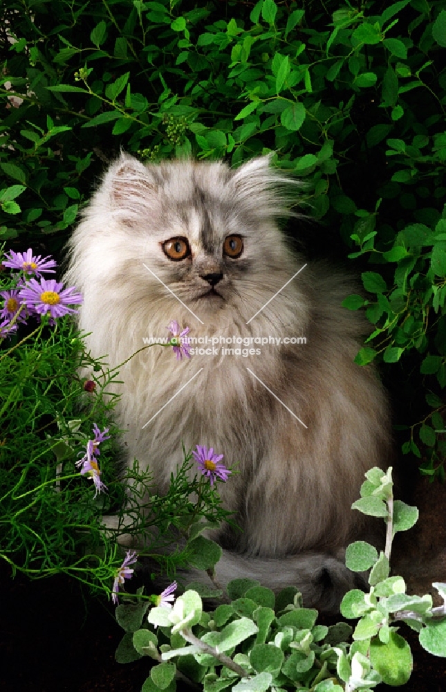 pewter Persian cat