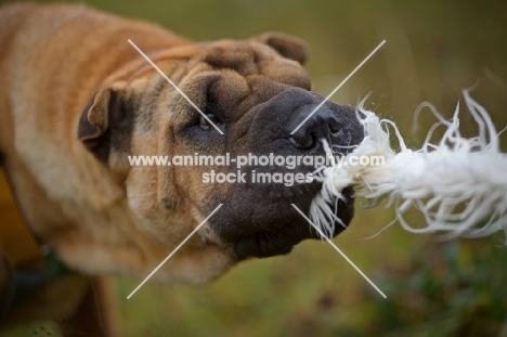 fawn shar pei pulling on a toy