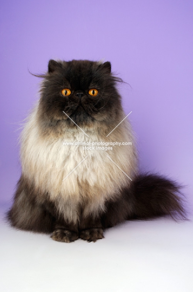 black smoke persian cat, sitting down