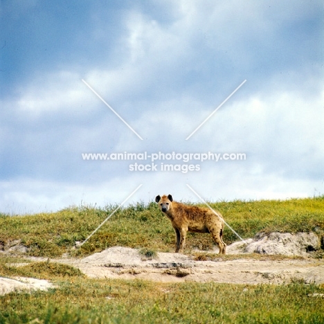 hyena looking at camera