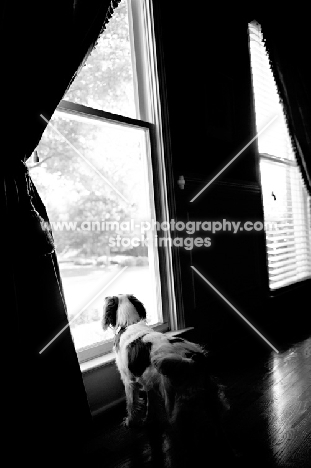 9 month old Cavalier King Charles Spaniel at home, looking out window