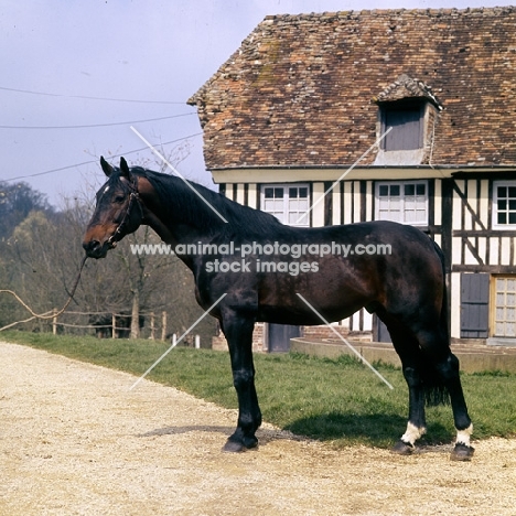 vandale, french saddle horse in normandy