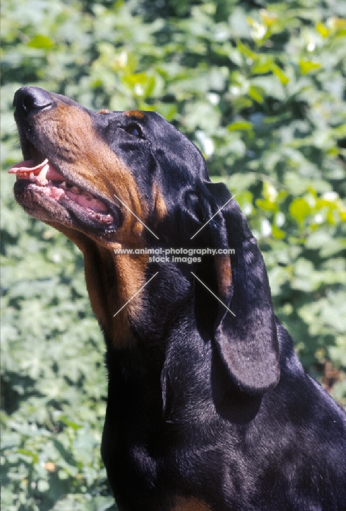 black and tan coonhound portrait