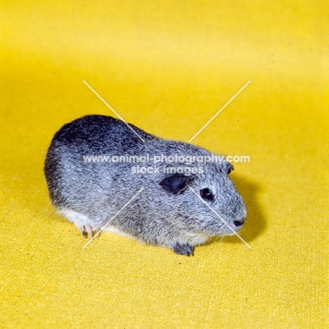 agouti guinea pig