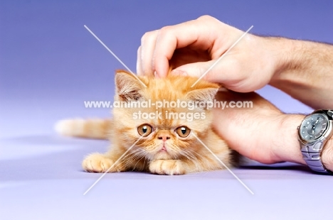 Exotic ginger kitten being stroked on a purple background