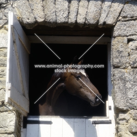 thoroughbred looking out over stable door