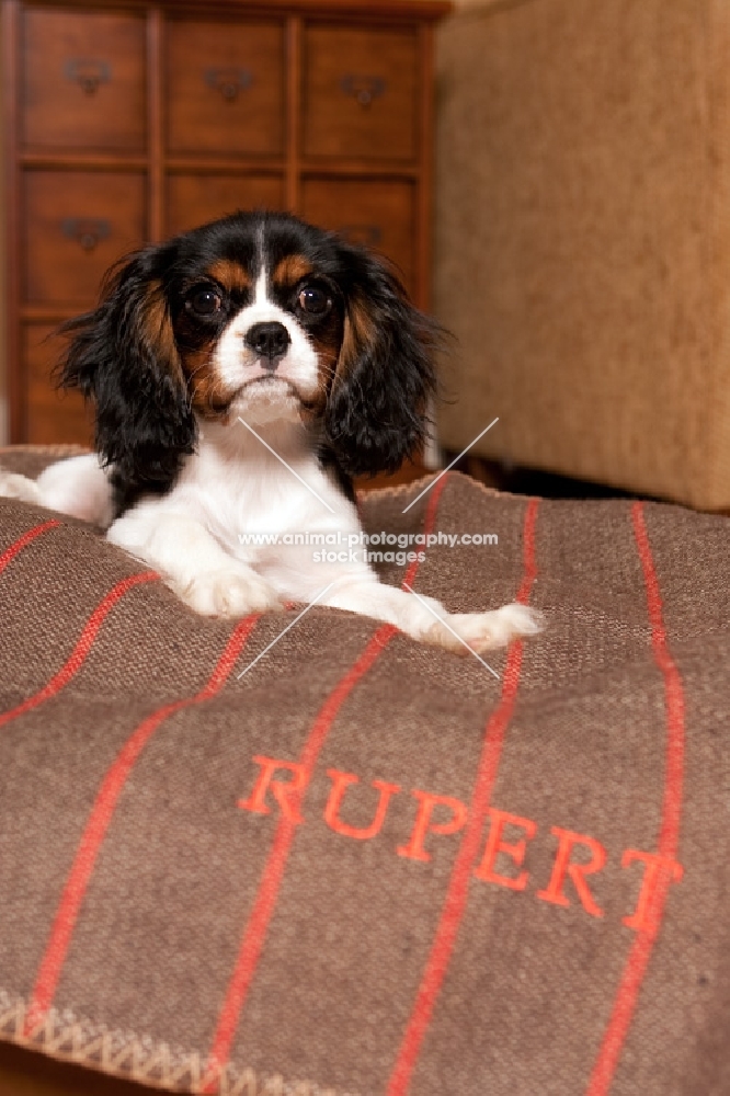 Cavalier King Charles spaniel lying on striped, embroidered blanket