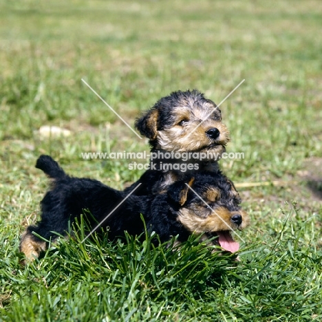 two lakeland terrier puppies in grass

