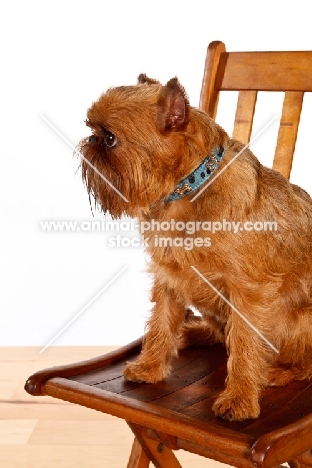 Griffon Bruxellois sitting on chair