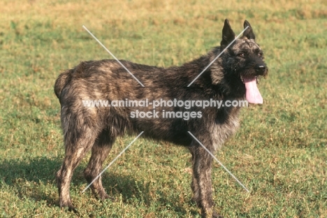 Bouvier des Ardennes