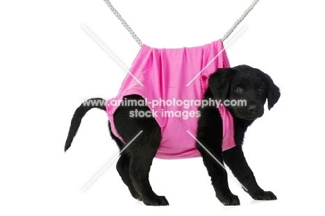 Black Labrador Puppy hanging on a washing line, isolated on a white background