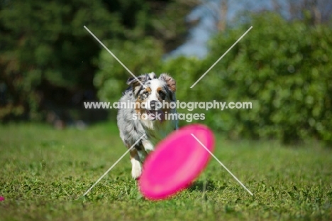 Blue merle australian shepherd running towards frisbee