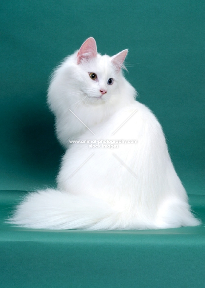 White Odd Eyed Norwegian Forest Cat