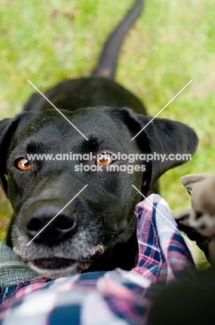 black Labrador Retriever begging