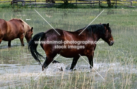 noric horse walking in water in austria