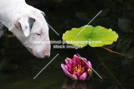 young Bull Terrier puppy looking at pond