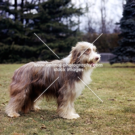 champion benjie of bothkennar, historic dog,  b o b crufts 1962, bearded collie standing on grass