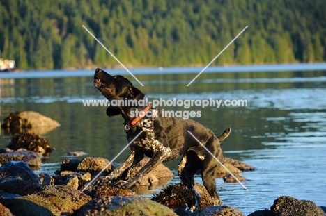 German Shorthaired Pointer shaking out water