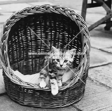 silver tabby kitten climbing out of a basket