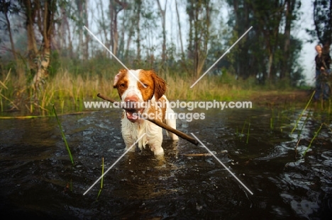 Brittany retrieving stick