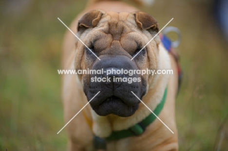 fawn shar pei 