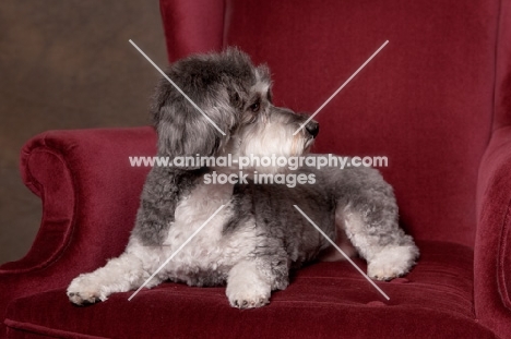 Schnoodle (Schnauzer cross Poodle) lying on chair