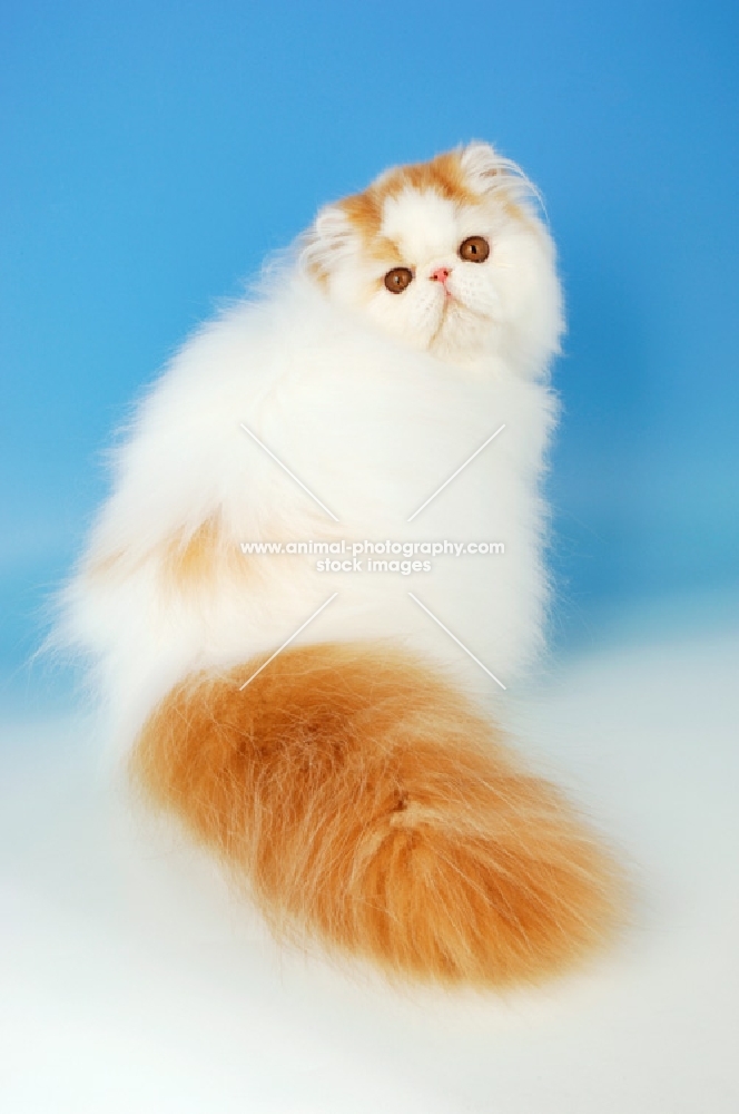 red and white van persian