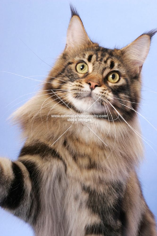 Brown Classic Tabby Maine Coon cat