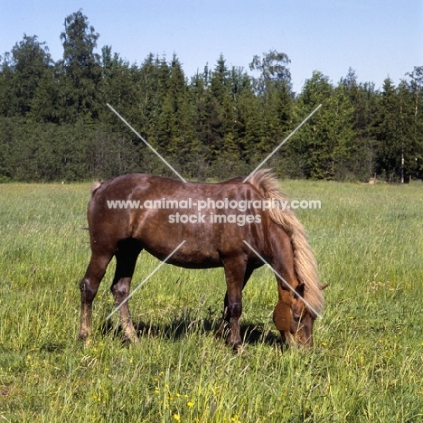 Finnish Horse grazing at Ypäjä
