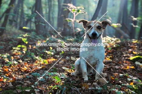 Jack Russell in a forest on a autumn morning