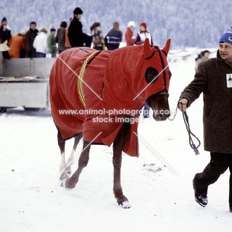 trotter wearing hood and long-sided rug at races on snow in austria
